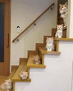Image result for Ladder Cat Meme