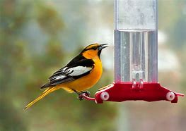 Image result for Nectar Feeding Birds