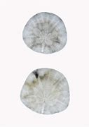 Image result for Sand Dollar Silhouette