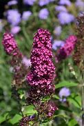 Image result for Buddleja davidii Funky Fuchsia