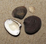 Afbeeldingsresultaten voor Ovale Astarte Geslacht. Grootte: 194 x 185. Bron: www.beachexplorer.org