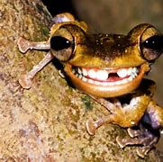 Image result for Ugly Frog Meme Galaxy