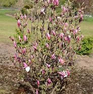 Image result for Magnolia March Till Frost