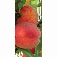 Image result for Prunus persica Avalon Pride