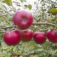 Image result for Liberty Apple Tree