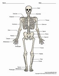 Image result for Human Body Skeleton for Kids