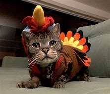 Image result for Sweater Cat Thanksgiving Funny