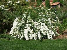 nomi di fiori bianchi spirea il giardino degli angeli nomi di fiori bianchi spirea il giardino degli angeli