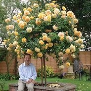 Image result for Golden Roses Photography