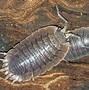 Image result for Giant Isopod in Garage