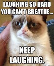 Image result for Cat Laugh Meme