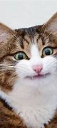 Image result for Cat Smile Big Teeth