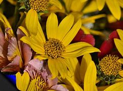 Image result for Pretty Yellow and Pink Flowers