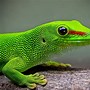 Image result for Colorful Gecko Lizard