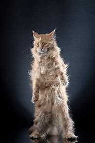 Image result for STANDING Cat Naut