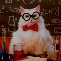 Image result for Professor Cat Meme