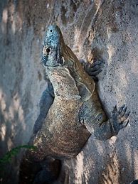 Image result for What Is the Biggest Type of Lizard