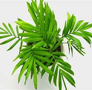 Image result for Bergpalm