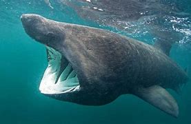 Image result for Biggest and Scariest Shark in the World