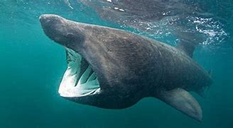 Image result for Biggest Shark Alive