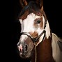 Image result for Stud Horse for Women