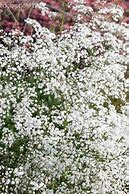 Image result for Gypsophila paniculata White Festival