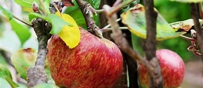 Image result for Apple Tree Leaves Turning Yellow