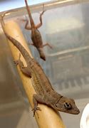 Image result for Brown Anole Lizard