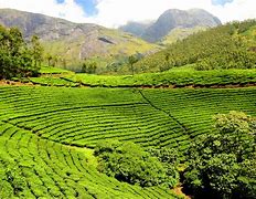 tea plantation 的图像结果