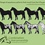 Image result for Appaloosa Gypsy Horse