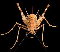 Image result for Chinese Cave Cricket