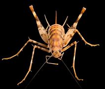 Image result for Giant African Cave Cricket