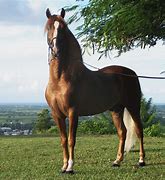 Image result for Horse HD Large Size Images