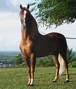 Image result for Prascend Horses