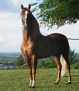 Image result for Solutre Horse