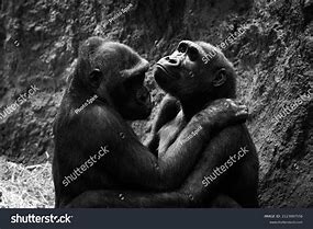 Image result for Gorilla Couple