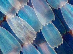 Image result for Butterfly Wing Magnified