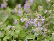 Image result for Catnip Plant for Cats