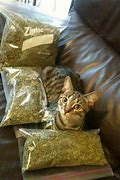 Image result for Cat Finds Weed Browines