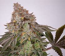 Image result for Apples and Oranges Strain