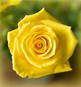 Image result for yellow rose