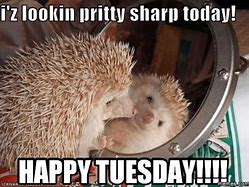 Image result for Funny Animal Tuesday Memes