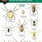 Image result for Kentucky Spider Identification Chart