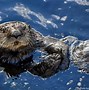 Image result for Otter with a Shell On Its Back
