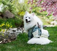 Image result for Cool Pet Animals