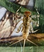 Image result for Some Speicel Insects