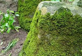 Image result for Living Moss On a Rock