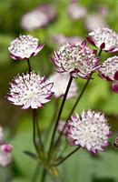 Image result for Astrantia major Star of Passion