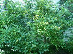 Image result for Cephalanthus occidentalis