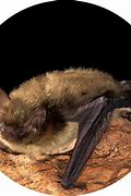 Image result for Northern Long-Eared Bat